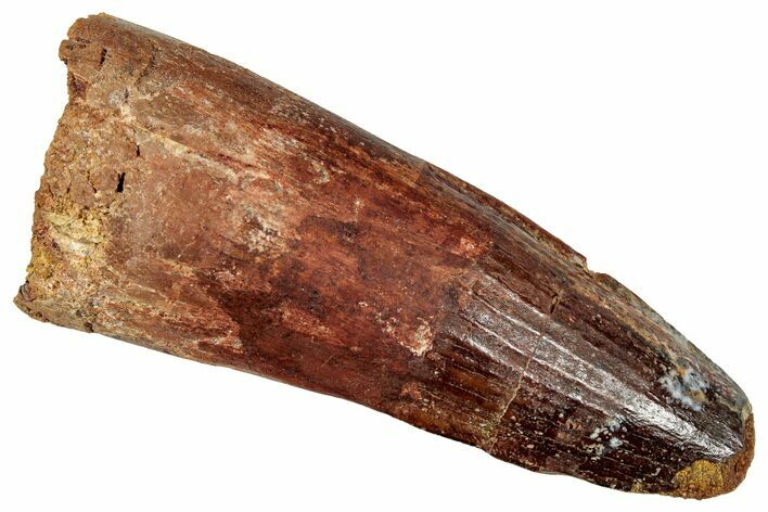 Fossil Spinosaurus Tooth - Feeding Worn Tip #357464
